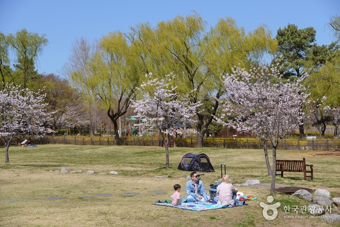 평화로운 용산가족공원의 잔디밭