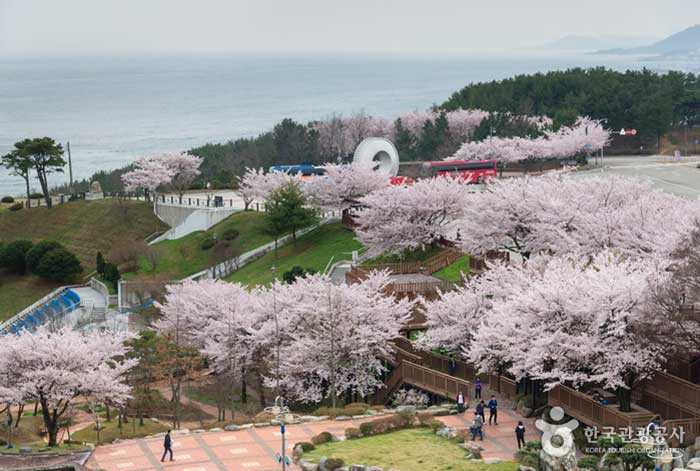 봄이면 벚꽃이 지천으로 피는 삼사해상공원
