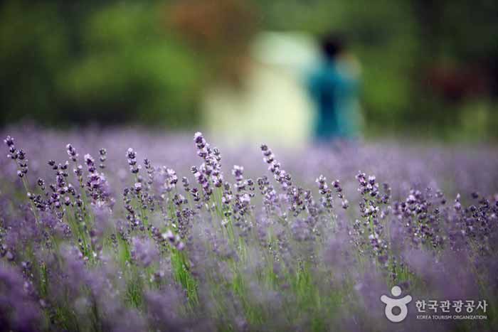 차라리, 한 폭의 수채화