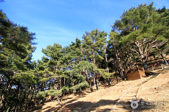 피톤치드 가득한 적송 군락지 산책로