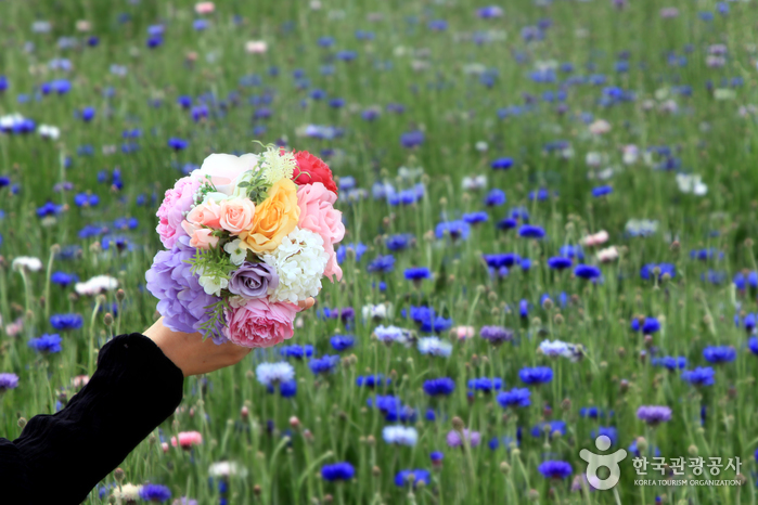 6천만송이 꽃과 함께 두근두근 데이트