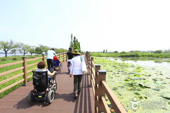 경포가시연습지를 가까이서 볼 수 있는 보행데크