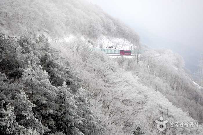 겨울이면 설국으로 가는 환상의 길