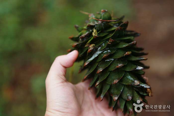 솔방울과 닮은 잣방울