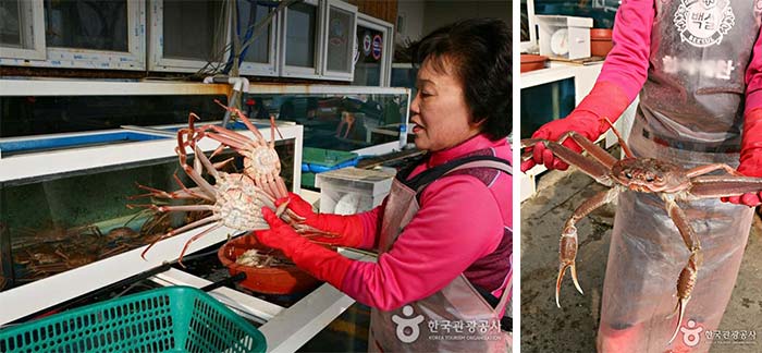 울진대게는 시가로 판매되며 가게마다 가격이 조금씩 다르다.