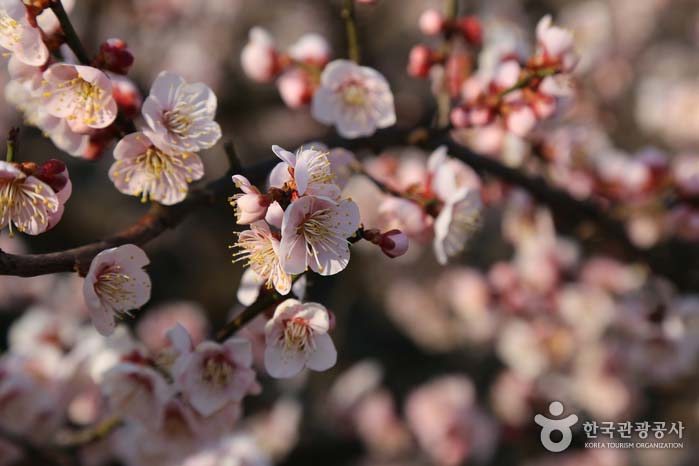 봄을 알리는 전령사. 매화