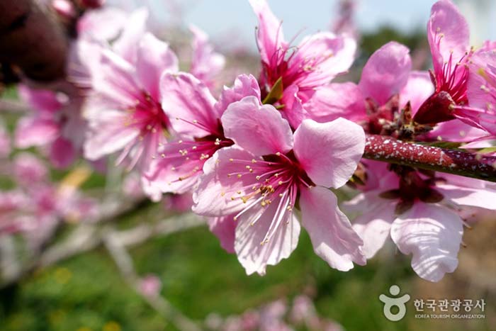 봄을 실감케 하는 반곡지 복사꽃