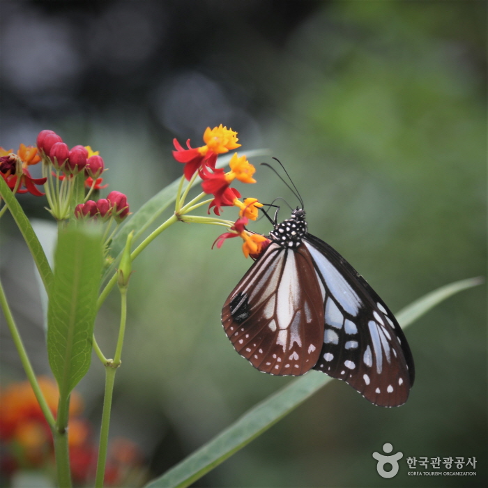 동남아시아 나비