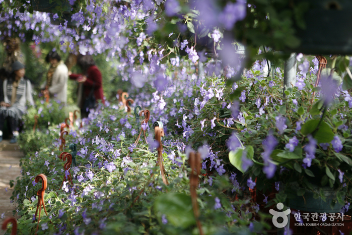 보라색 스트렙토칼펠라 꽃이 만발한 정원이 가장 인기 있다.