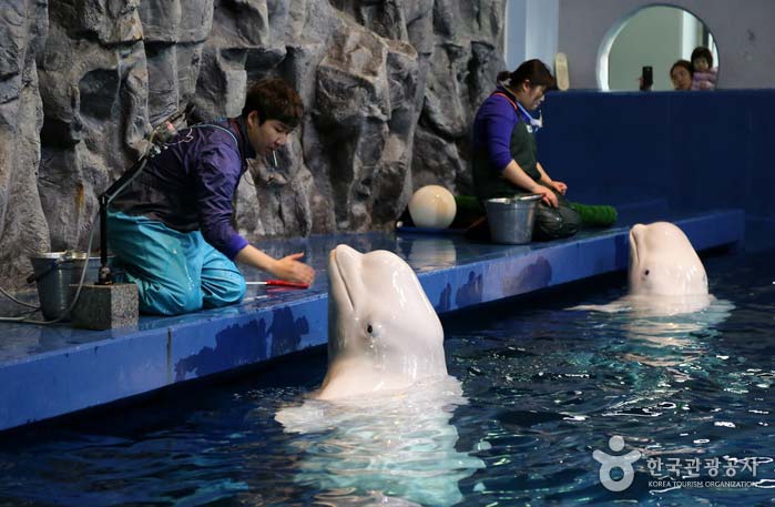 흰고래 생태설명회 모습