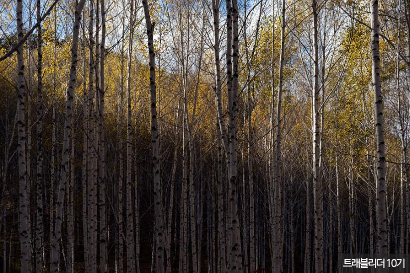원대리 자작나무 숲. 2017년 ''제17회 아름다운 숲 전국대회''에서 공존상을 받았다
