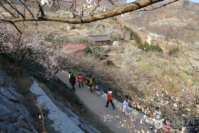 광양매화마을은 상춘객의 필수 코스다