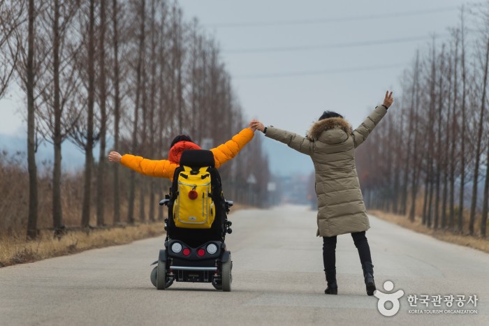 대부바다향기테마파크 메타세쿼이아 가로수길