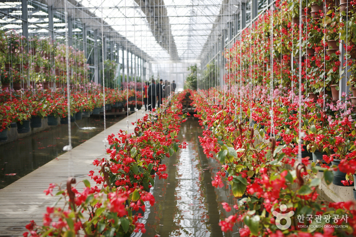 세계꽃식물원의 베고니아 꽃 터널