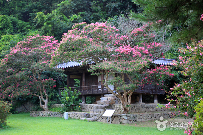 배롱나무꽃이 흐드러지게 핀 체화정