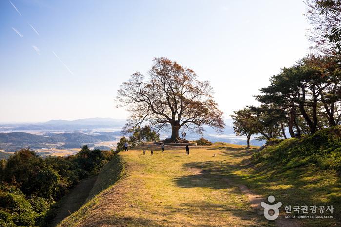 성흥산의 상징이자, 성흥산 솔바람길의 백미 사랑나무