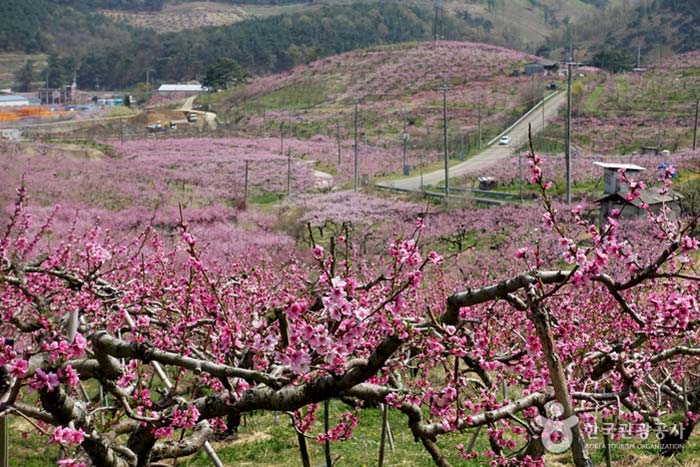 차량 통행이 적어 드라이브 길로 좋은 성산로