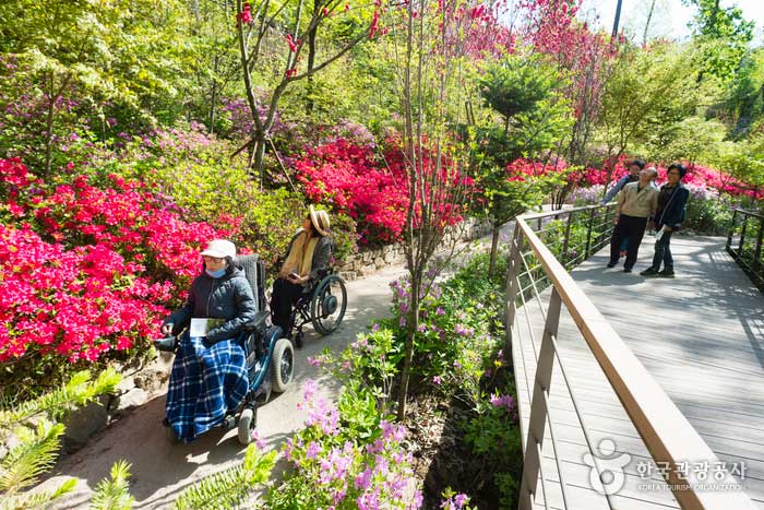 곤지암 화담숲 '숲속 산책길'(철쭉·진달래원)