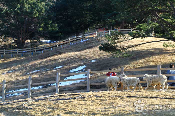 울타리는 있지만 출입은 자유로운 목장이다