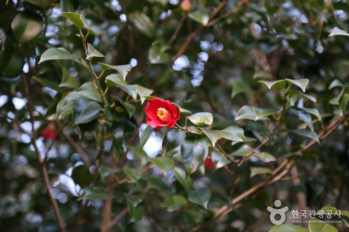 다소곳이 꽃잎을 피운 동백꽃