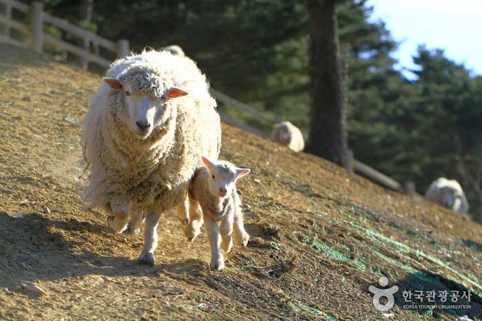 2월 말까지 새끼와 어미가 뛰노는 모습을 볼 수 있다