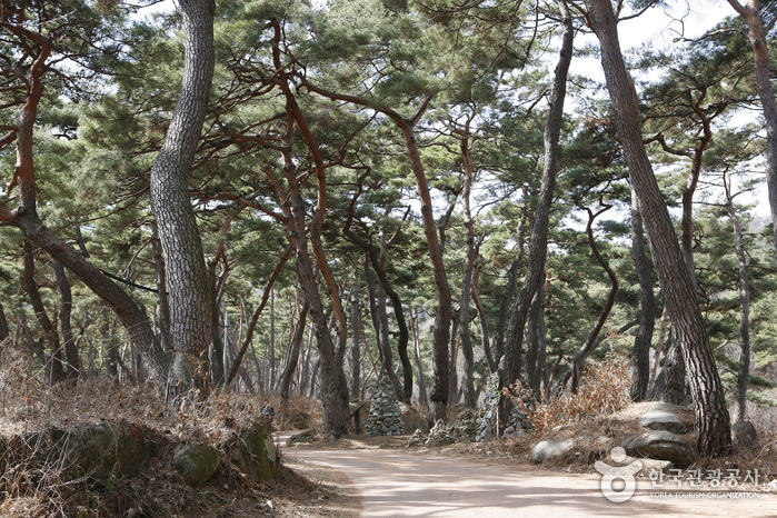 산림청이 주최한 ‘아름다운 숲’에 선정된 봉곡사 천년의숲