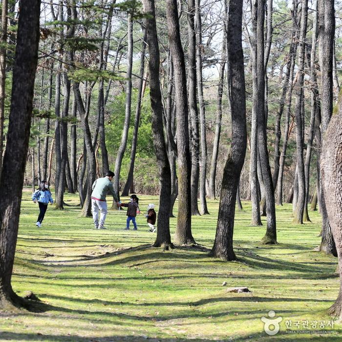 울창한 참나무 군락