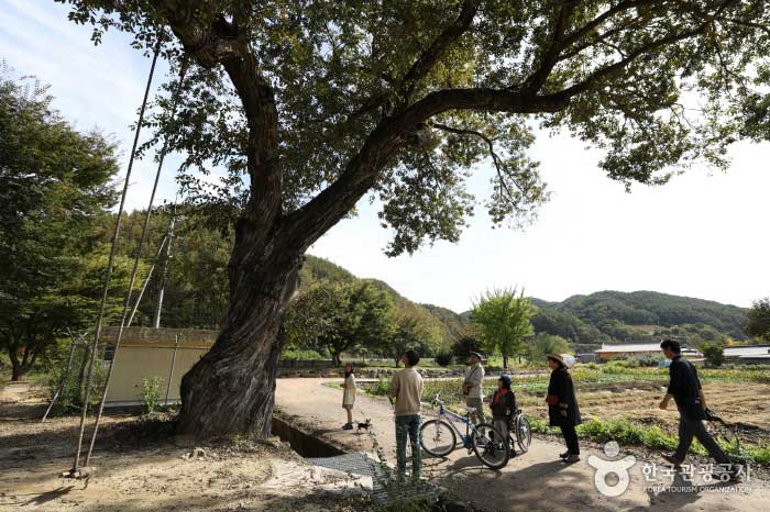 덕천마을 산책의 반환점 역할을 하는 고목