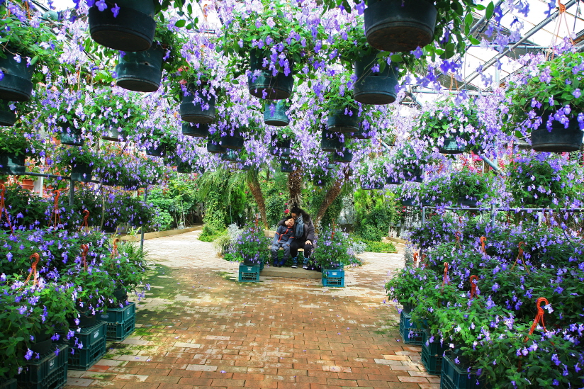 연중 3000종이 넘는 원예종 관상식물을 관람할 수 있는 실내 온실, 세계꽃식물원