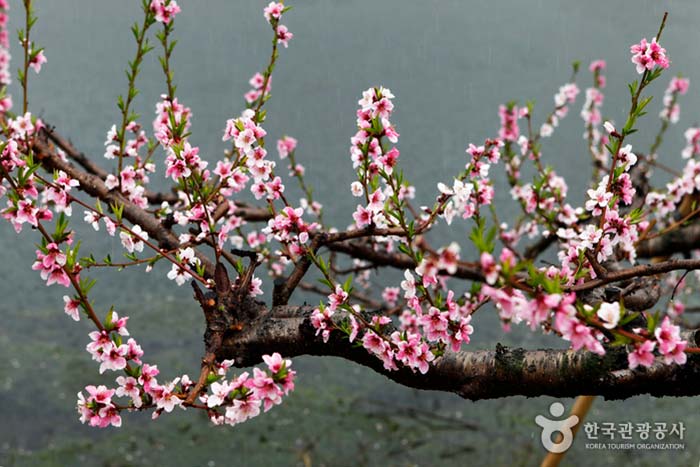 반곡지를 배경 삼은 복사꽃