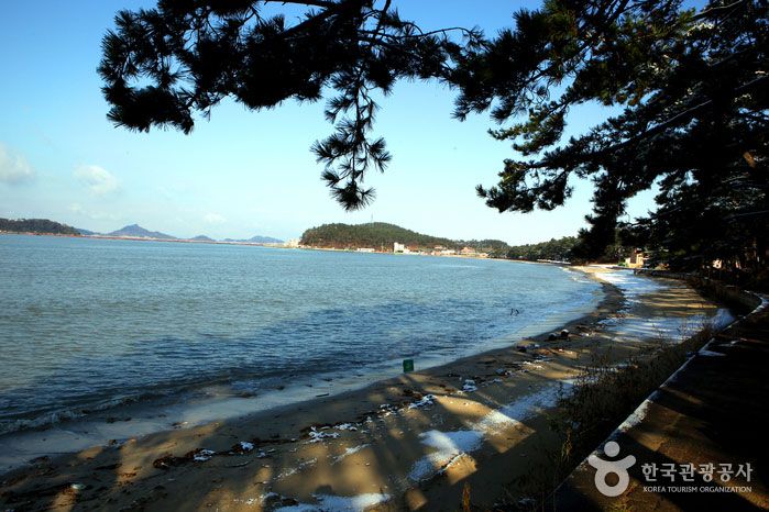 송림에 둘러싸인 송호해변이 캠핑장 앞에 펼쳐진다