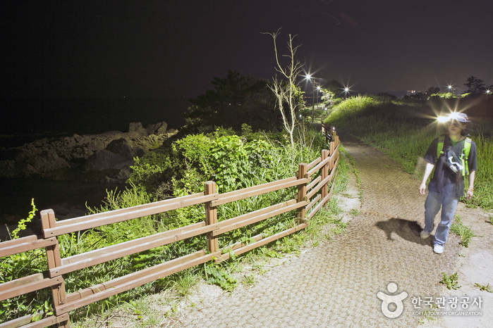 밤에 걷는 주상절리 파도소리길