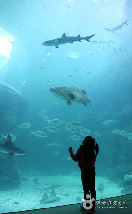 메인수조 안의 다양한 어종을 관찰하는 아이
