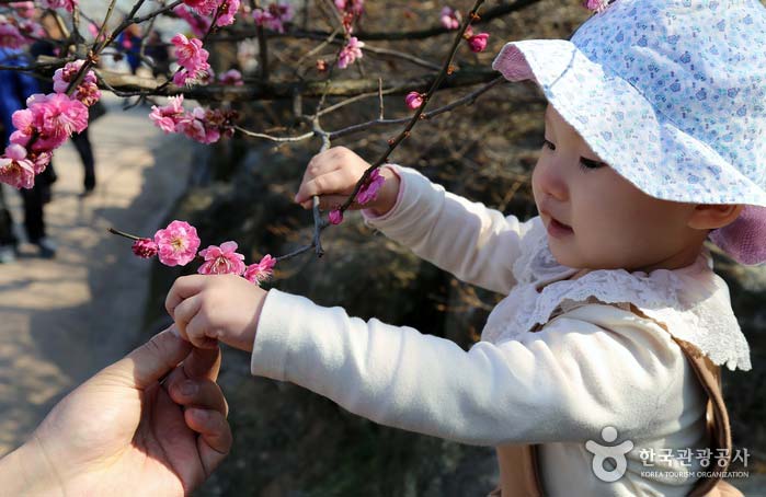 세 살 아이도 함께 보고 느끼는 봄꽃