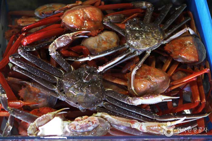 확연한 차이를 보이는 대게와 붉은대게