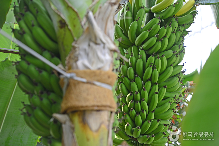 세계과일조경원의 바나나 나무
