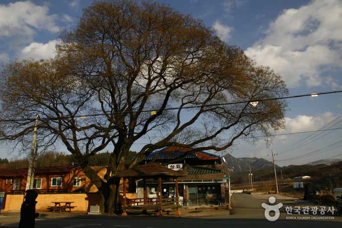 300년 된 화본마을 회나무