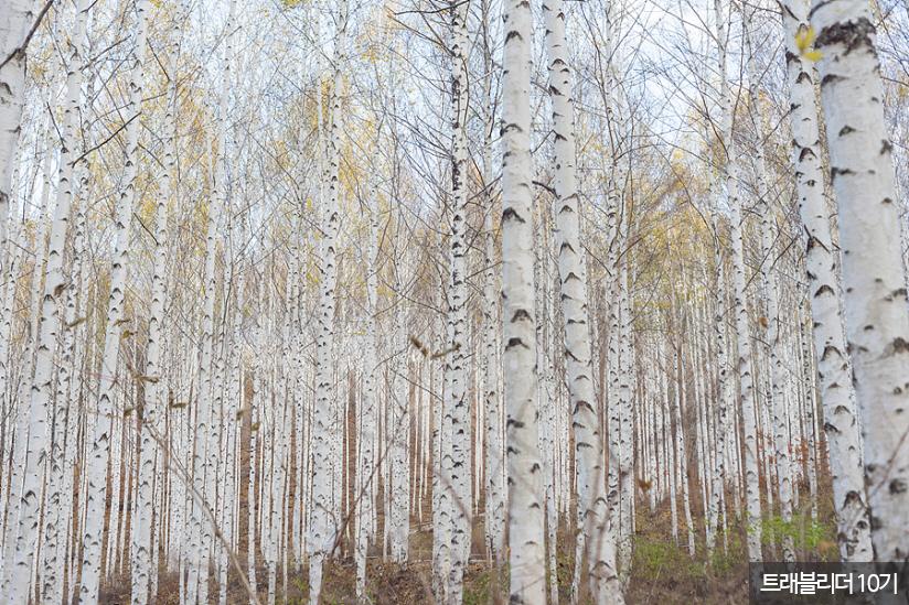 원대리 자작나무 숲. 2017년 ''제17회 아름다운 숲 전국대회''에서 공존상을 받았다