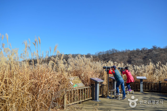 겨울동안 두루미를 관찰할 수 있는 탐조대