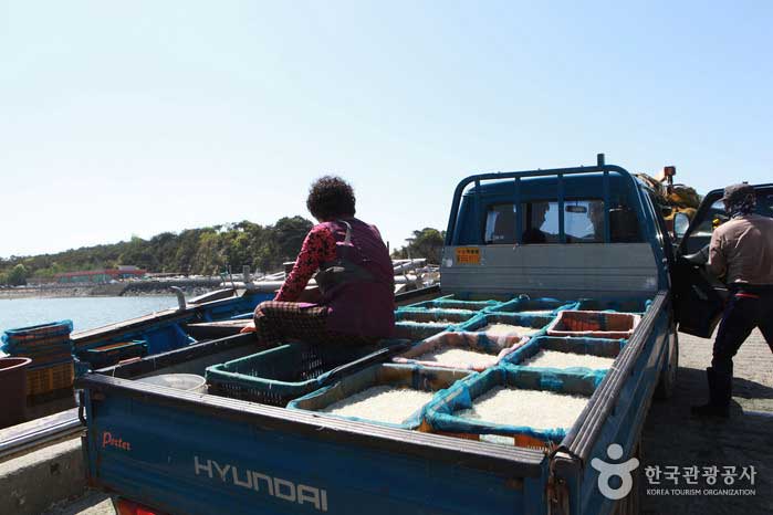 금방 잡아온 실치는 장고항에 자리한 식당으로 출발한다