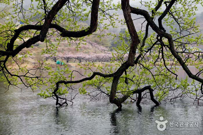 반곡지로 가지를 내린 왕버들