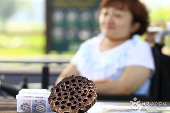 습지 해설사가 준비한 말린 가시연 밑둥