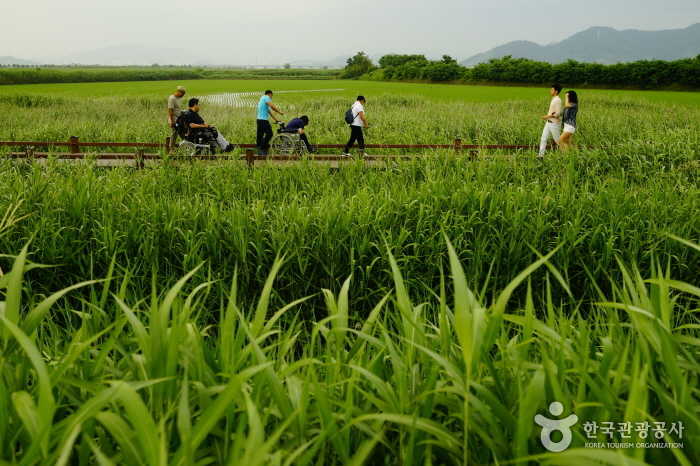 순천만자연생태공원의 약 1.2km의 갈대숲탐방로