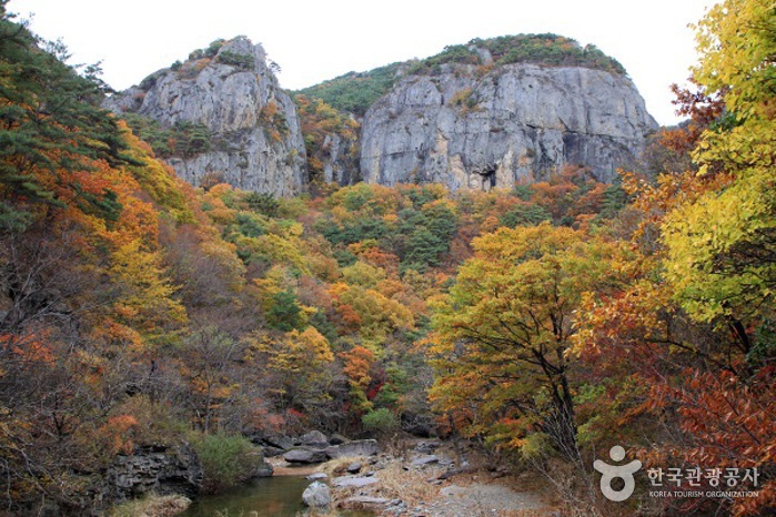 억겁의 세월이 빚은 기암절벽에 단풍 꽃이 피어 있다.