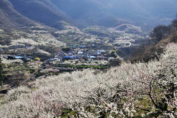 매화가 만개한 순천향매실마을의 전경<사진제공-순천시청>