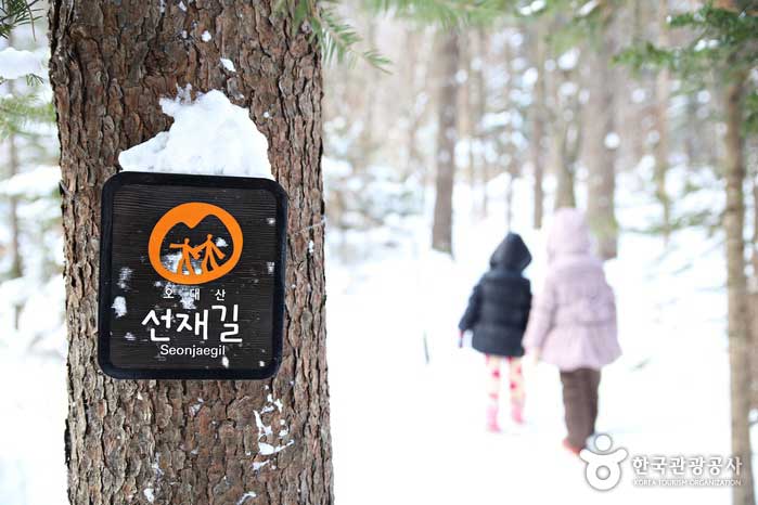 겨울날의 선재길은 눈꽃이 길벗이 되어준다