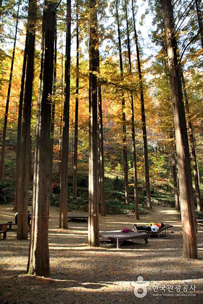 메타세쿼이아 숲에서 산림욕을 즐기는 사람들