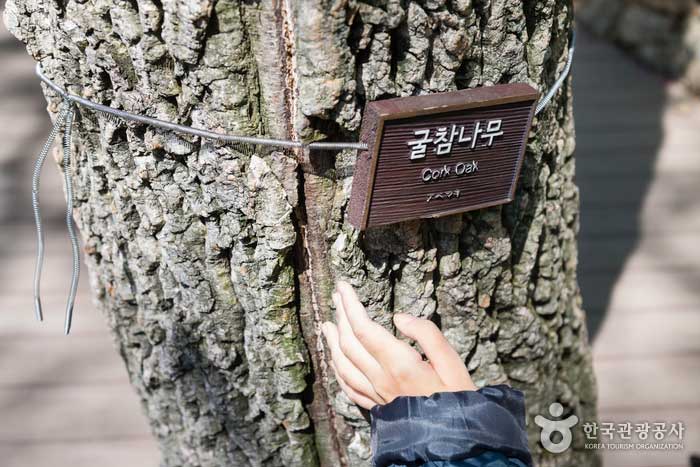 코르크 마개 같은 굴참나무 표피