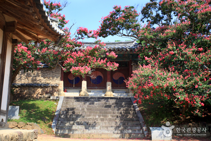 서애의 위패를 모신 존덕사 입구에 배롱나무꽃이 한창이다.