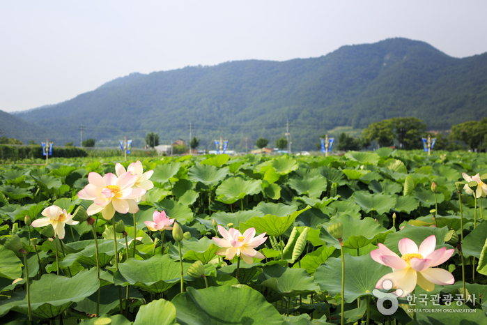 아침에 산책하기 좋은 밀양연꽃단지